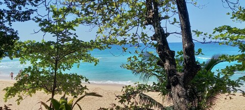 Playa Caleton, see the ocean in between the trees