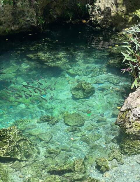 blue lake with rocks and small fishes