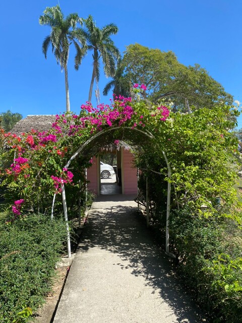 tunnel from green leaves and pink flowers