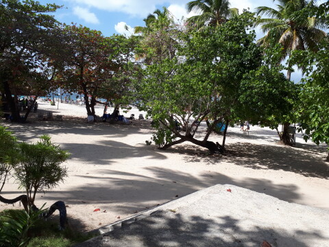Island Samana with sand and trees