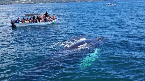 Samana whale boat tourists close to 2 swimming whales