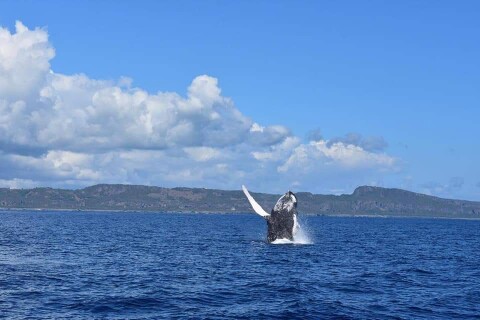 Samana whale jumps up