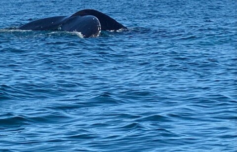Samana whale tale