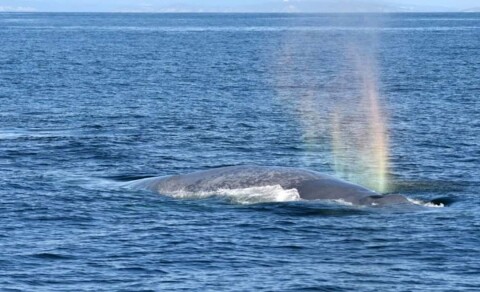 Samana whale rainbow