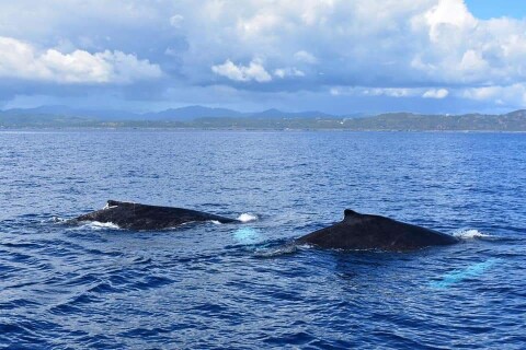 Whales samana 2 whales swimming next to each other