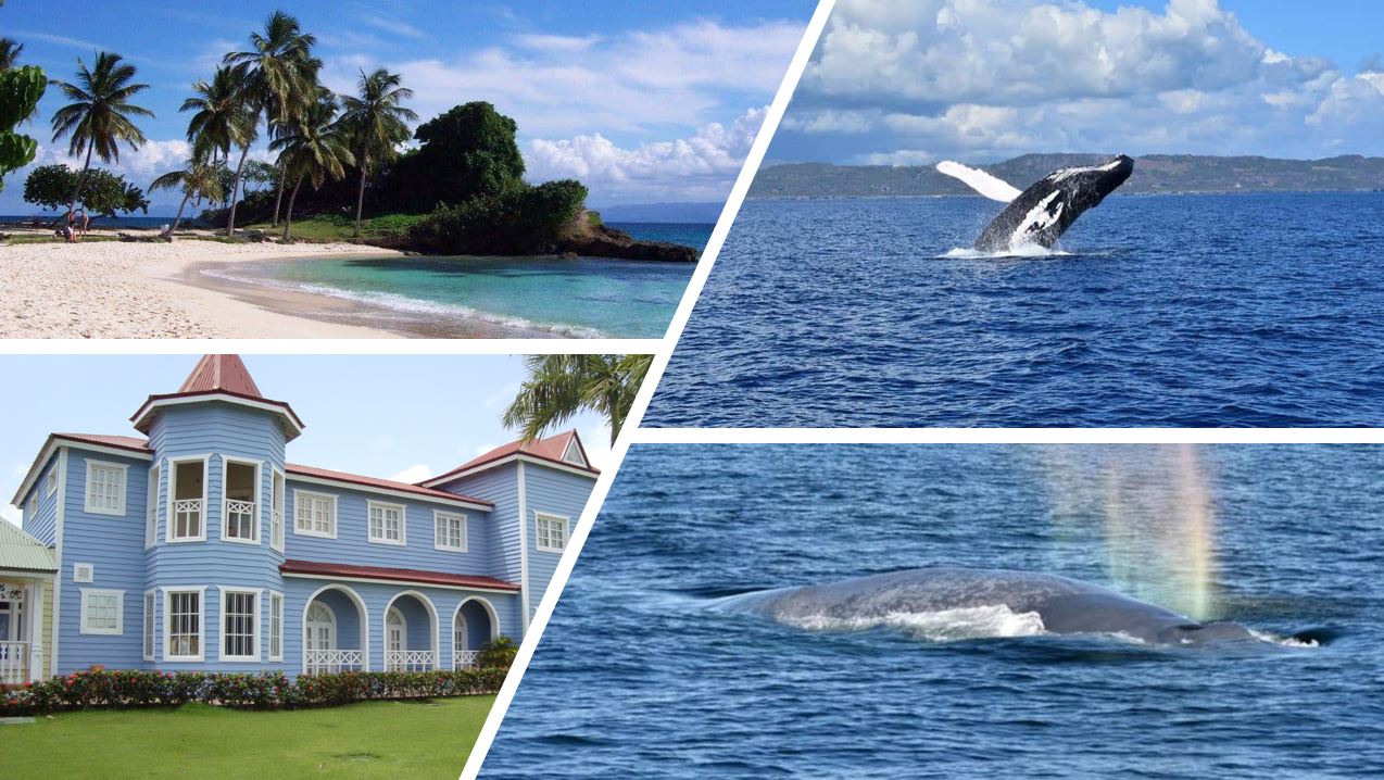 whales, bacardi island and samana city