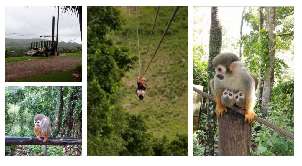 little squirl monkey with a twin baby and zipline adventure