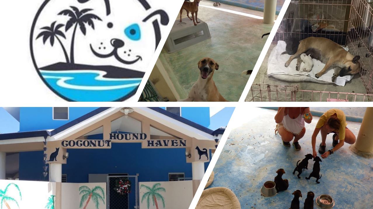 the building of coconut hound haven a dog and cat shelter and some puppies and a little car